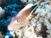 Egypte_EJ_013