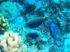 Egypte_EJ_026