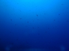 PA152038-WEB