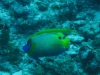 061203A_Ange_a_tete_bleue_avec_Trompette_2