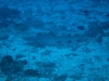 061203A_Pte_blanche_3