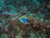 061203B_Acanthurus_leucosternon_1