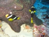061203B_Clowns_2