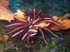061203B_Comatule