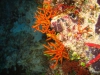 061203B_Coralline