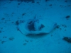 061203B_Pastenague_4
