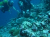 061203B_Tortue_14