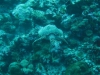 061203B_Tortue_3