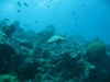 061203B_Tortue_7