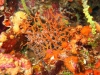 061204A_Gorgone_2