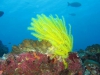 061204B_Comatule_6