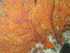 061204B_Composition_orange