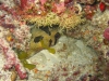 061204B_Diodon_au_dodo