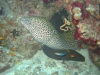 061204B_Murenes_lepoard_et_javanicus
