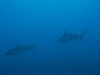 061205A_Requins_gris_001