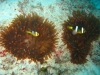 061205B_Anemones_et_clowns