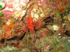 061205B_Pterois_antennata_2