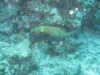 061206A_gatherin_tachete