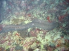 061207C_Murene_javanaise_en_chasse_001