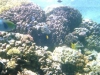 2002-quseir-som-04