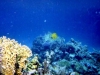 2002-quseir-som-07