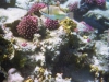 2002-quseir-som-08