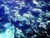 2002-quseir-som-09