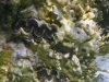 2002-quseir-som-13