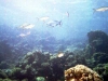 2002-quseir-som-17