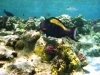2002-quseir-som-18
