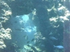 2002-quseir-som-24