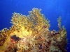 2002-quseir-som-34