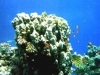 2002-quseir-som-35