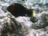 2002-quseir-som-51