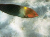 2002-quseir-som-56