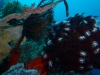 p1140526