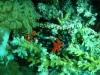 p1140775
